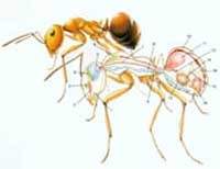 Ant Anatomy Diagram