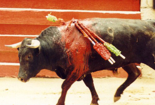bullfight4.jpg (48910 bytes)