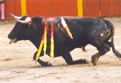 bullfight5.jpg (48404 bytes)