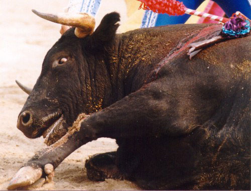 bullfight9.jpg (54712 bytes)