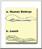 (A) Human Embryo (B) Leech